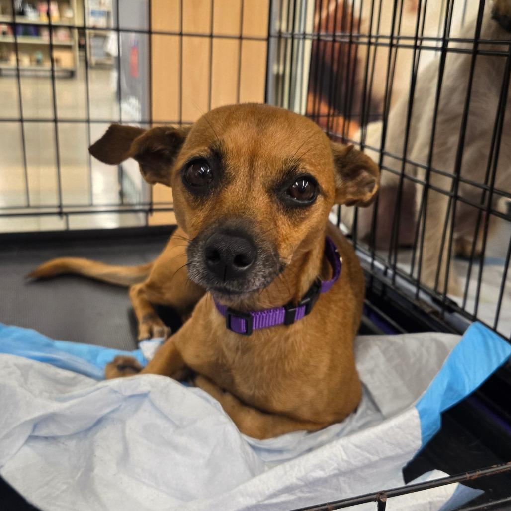 Sofia, a Adoptable Chihuahua in Katy, TX image 3/6
