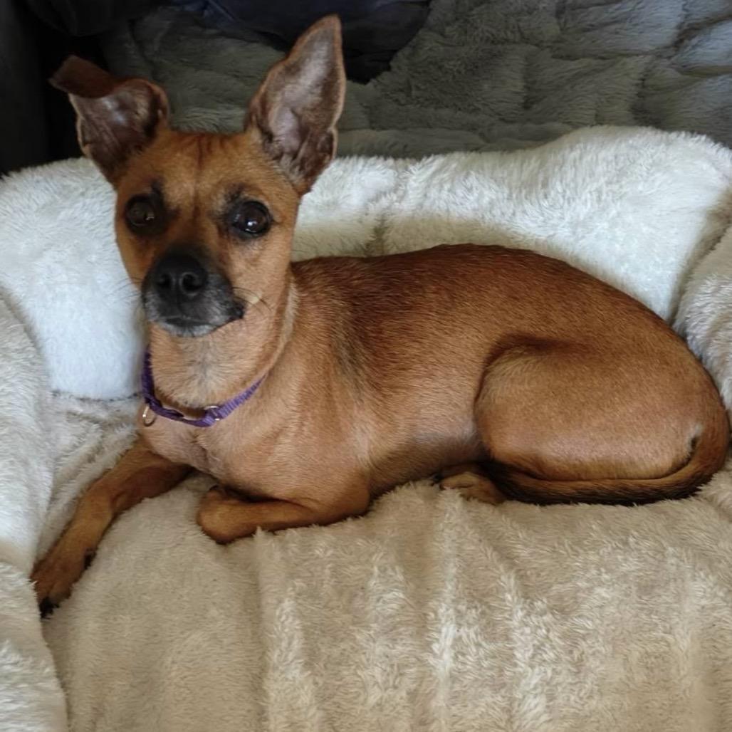 Sofia, a Adoptable Chihuahua in Katy, TX image 4/6
