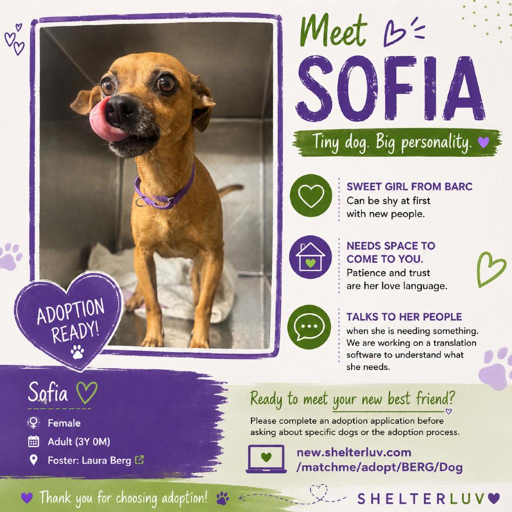 Sofia, a Adoptable Chihuahua in Katy, TX image 5/6