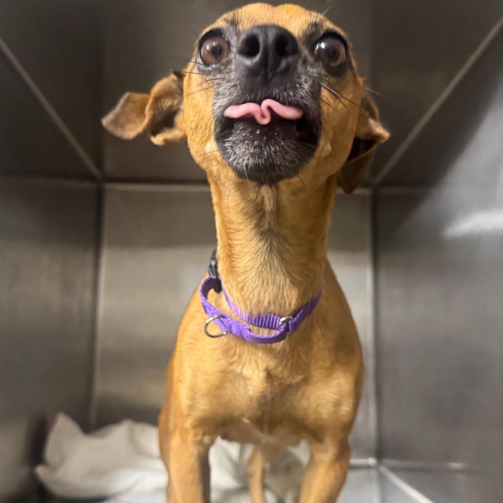Sofia, a Adoptable Chihuahua in Katy, TX image 6/6