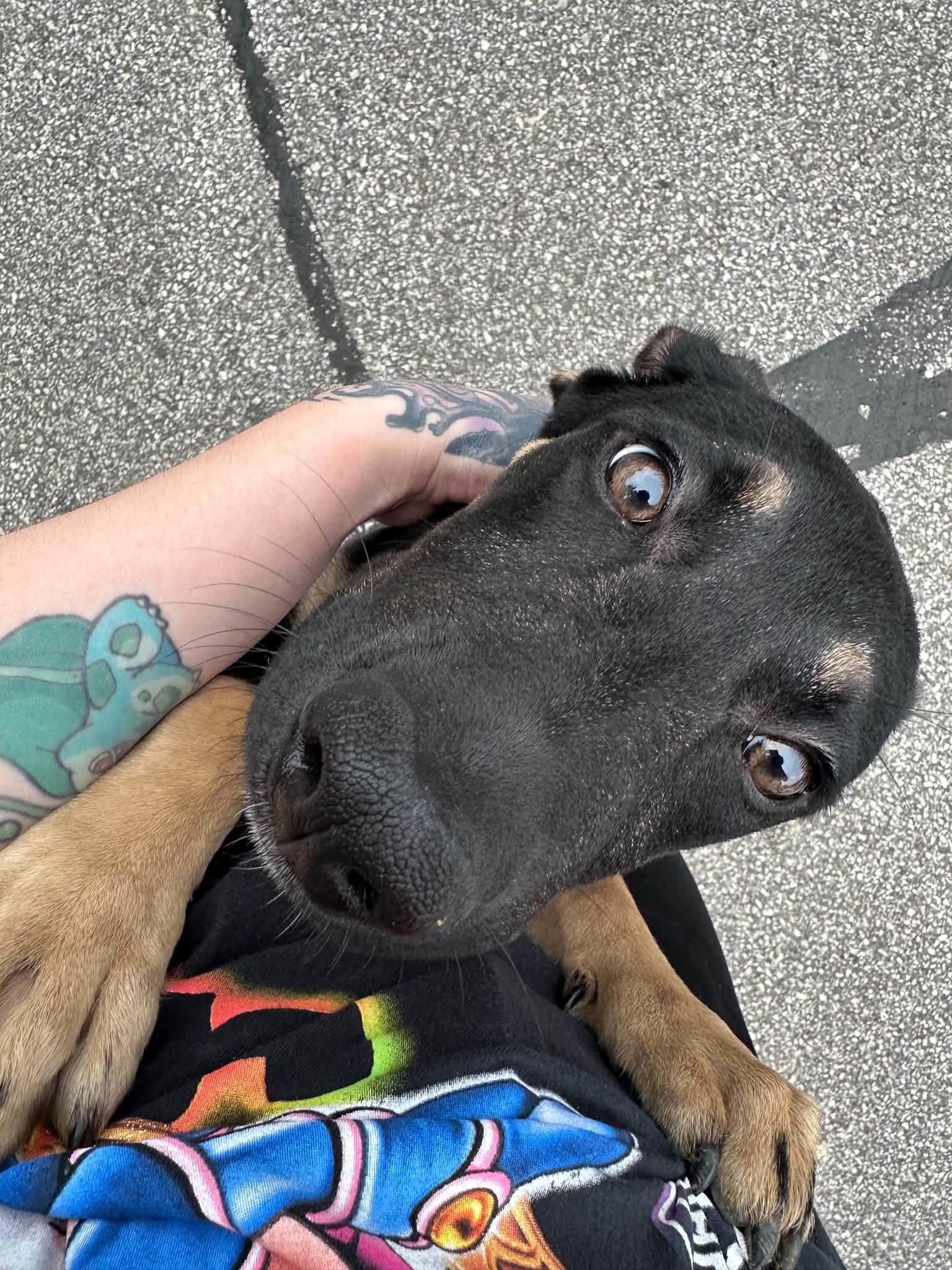 Eggroll, a Adoptable mixed breed in Parma, OH image 1/2