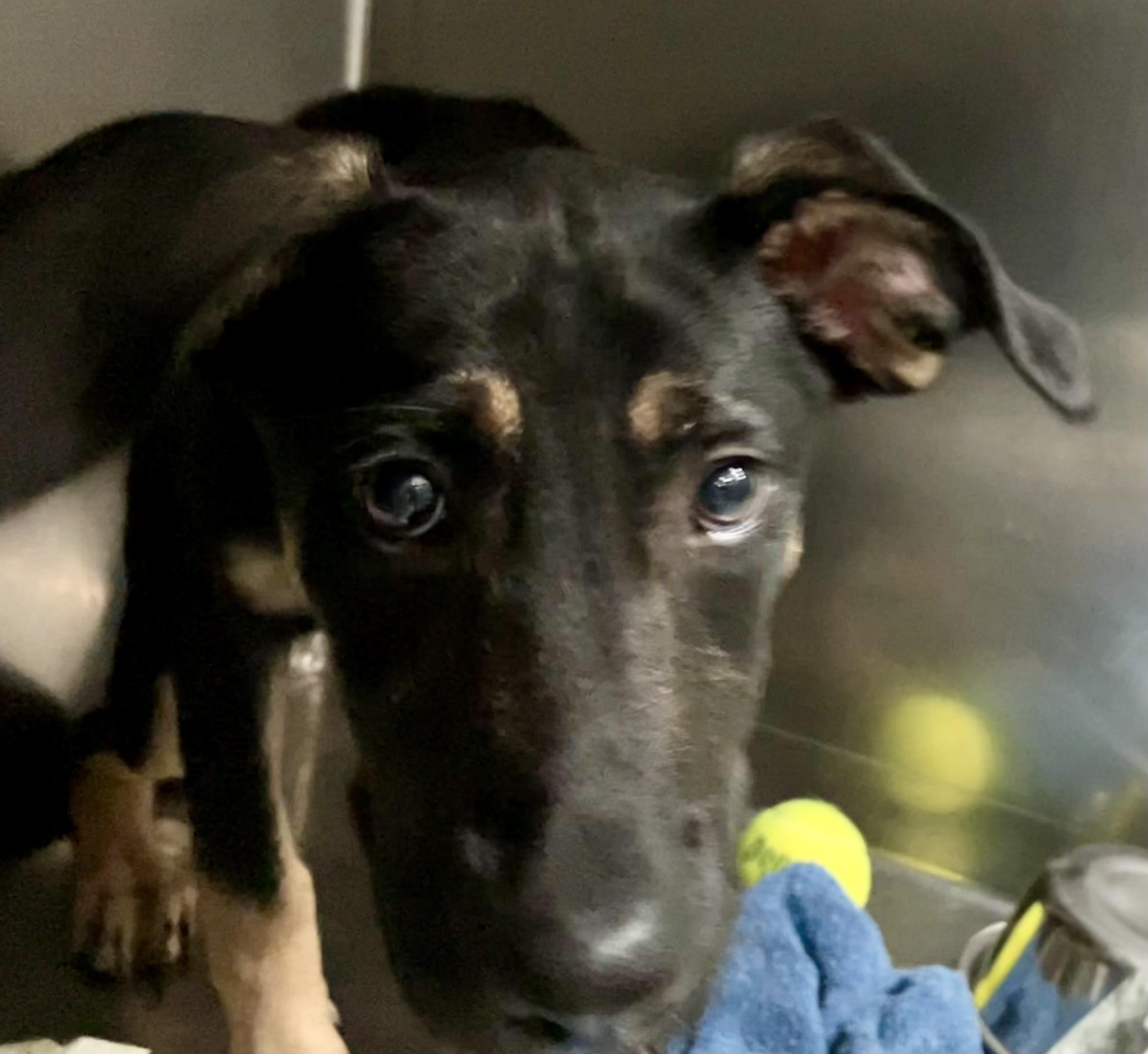 Eggroll, a Adoptable mixed breed in Parma, OH image 2/2