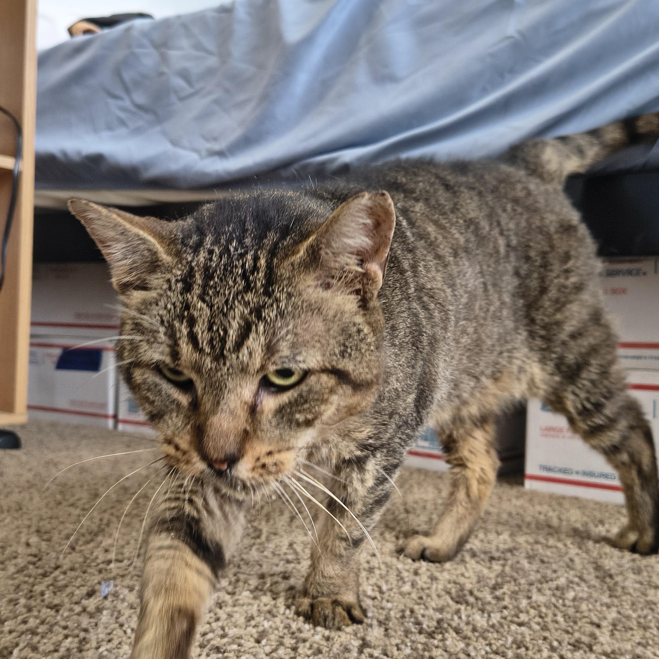 Socrates (the Cat) thumbnail 3