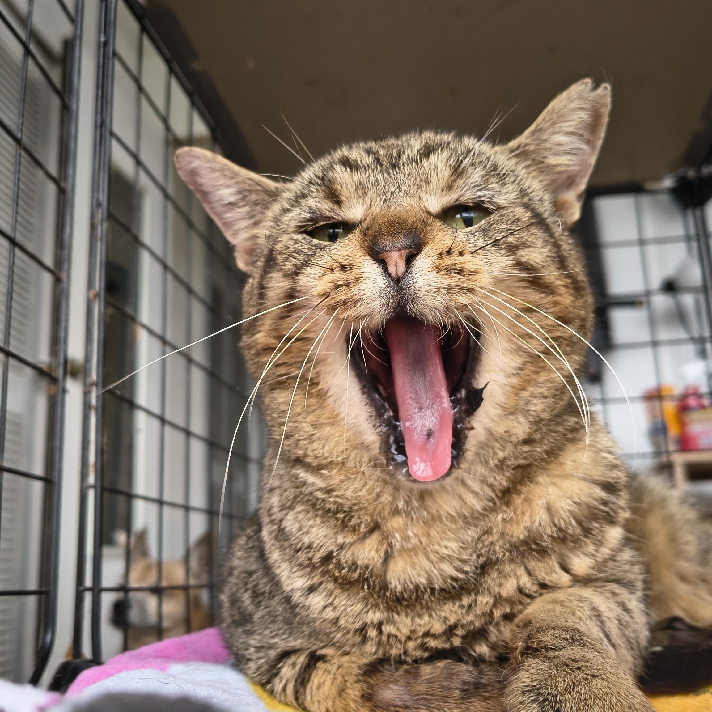 Socrates (the Cat) thumbnail 2