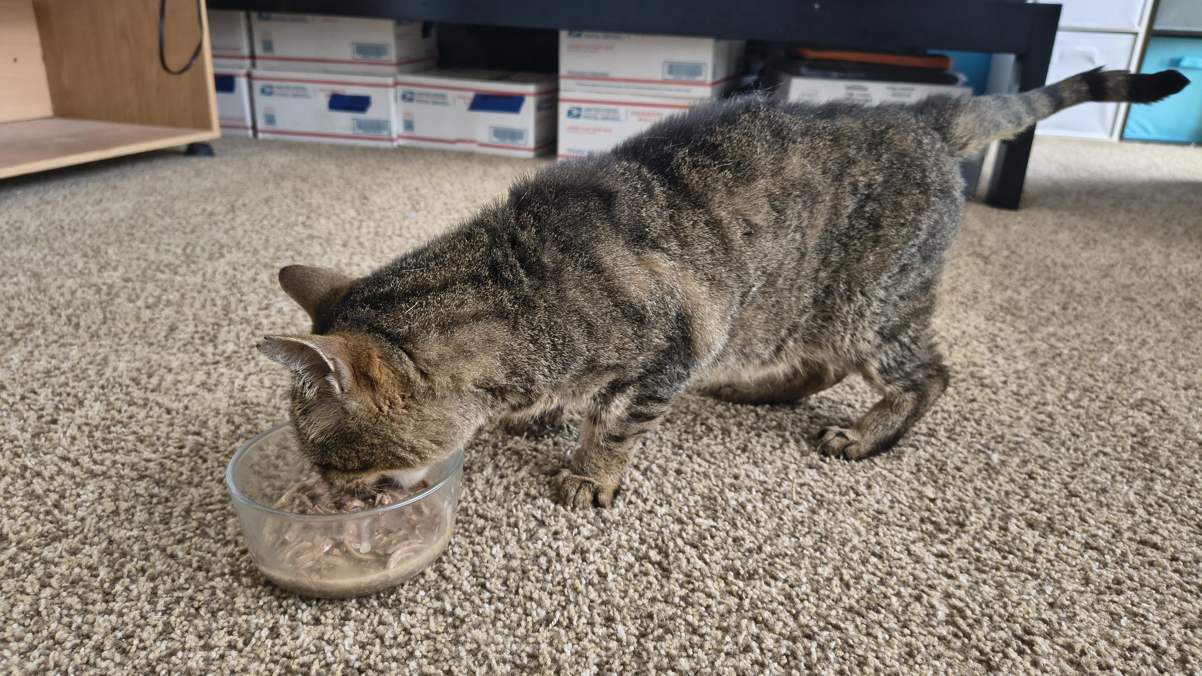 Socrates (The Cat), a Adoptable mixed breed image 4/6