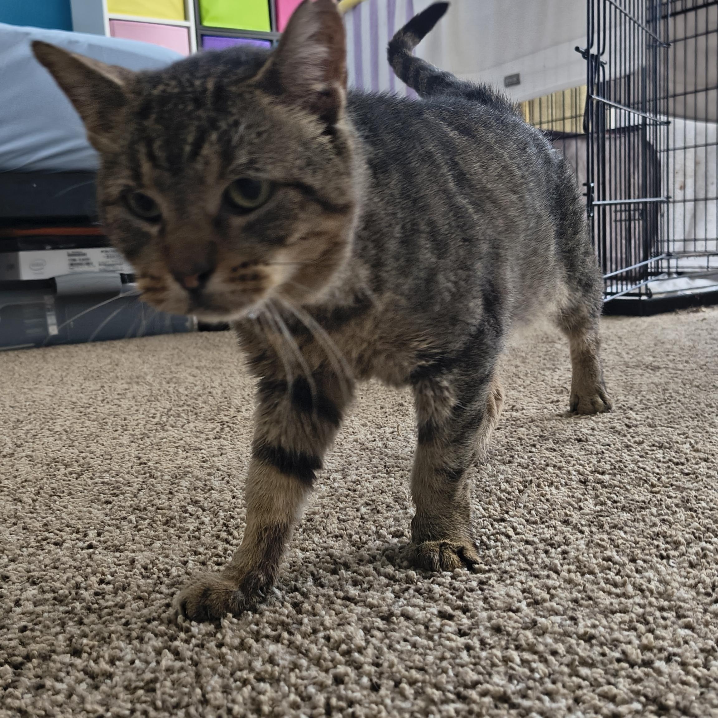 Socrates (The Cat), a Adoptable mixed breed image 5/6