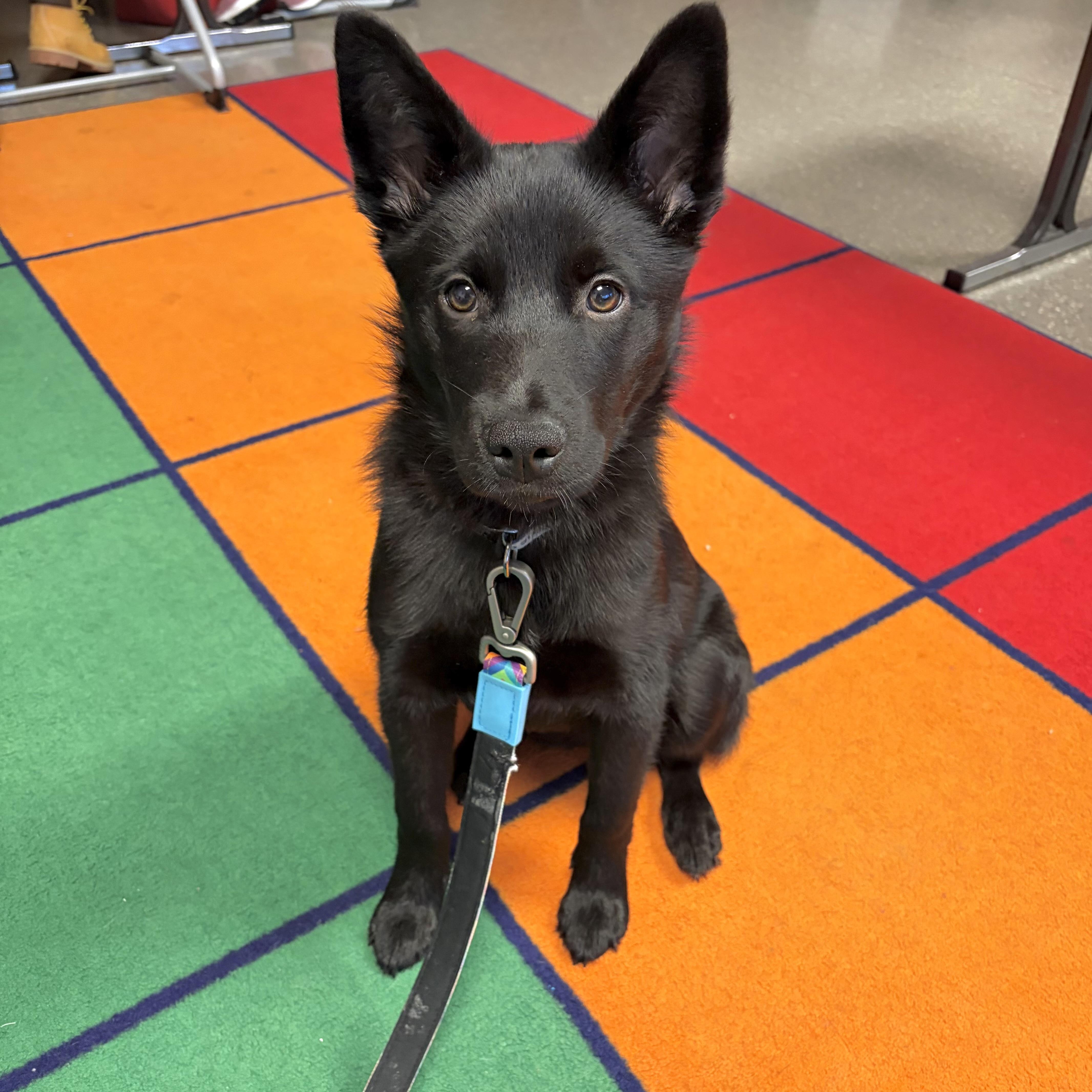 Enlarge Bella, a ADOPTABLE mixed breed in Prior Lake, MN image 1/6