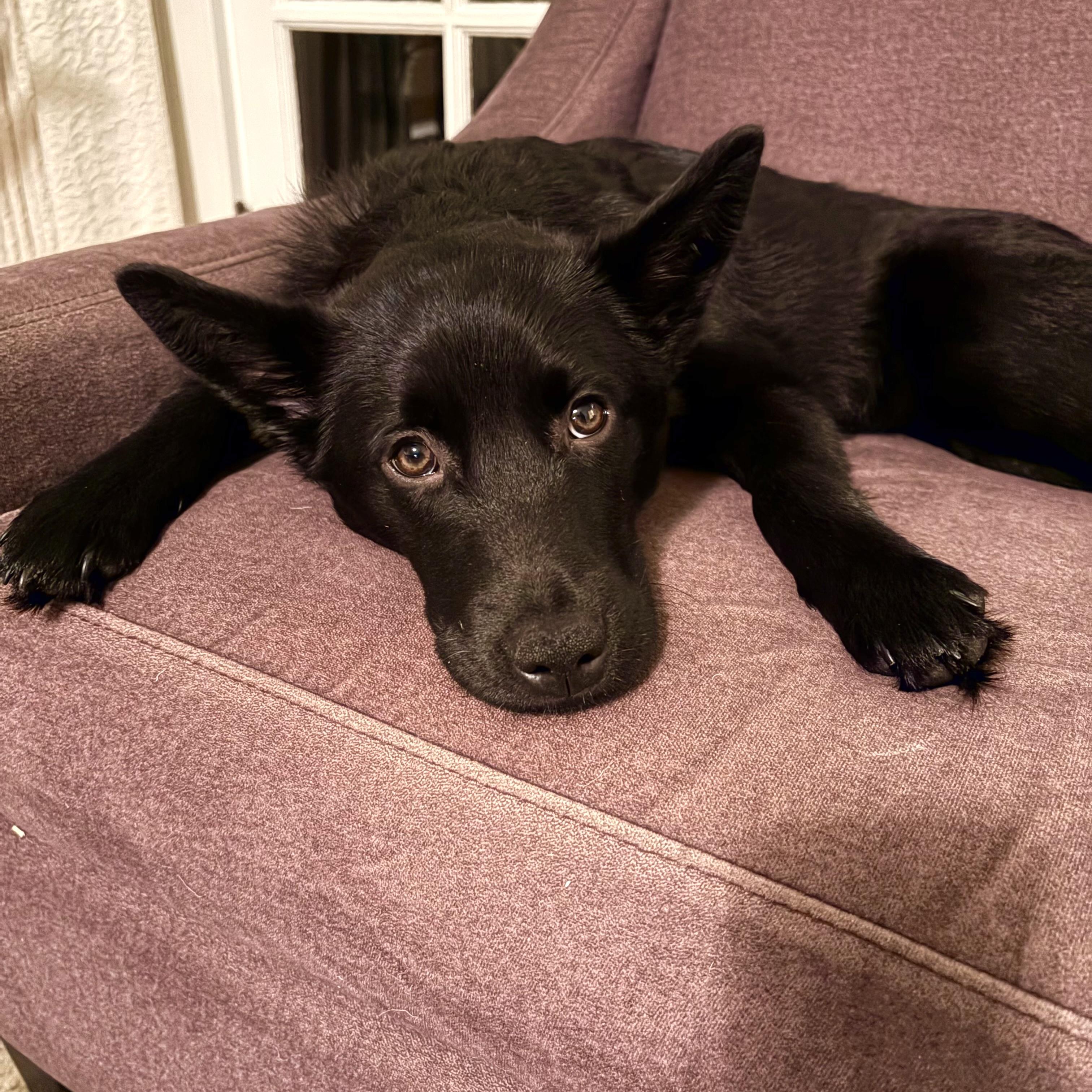 Enlarge Bella, a ADOPTABLE mixed breed in Prior Lake, MN image 4/6