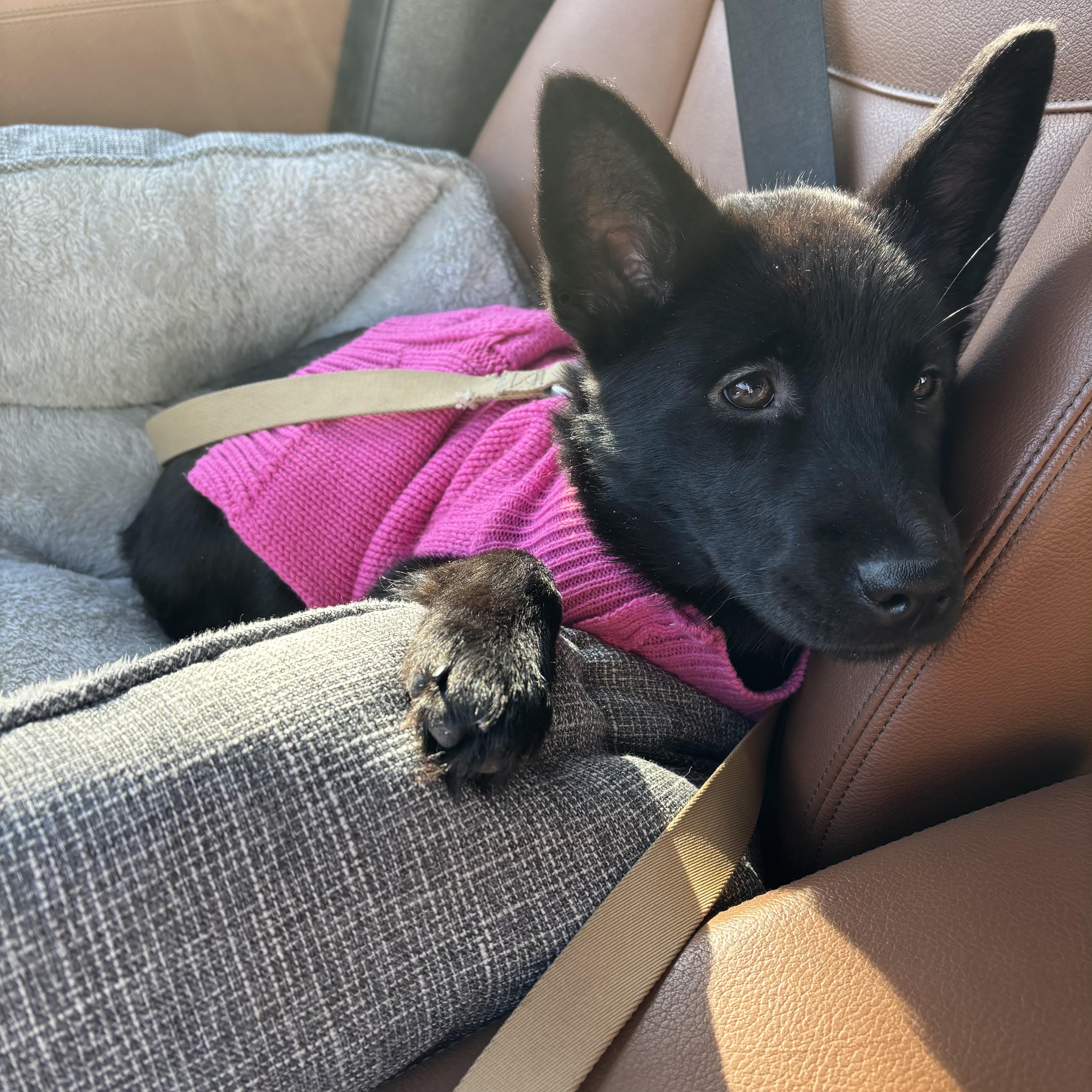 Enlarge Bella, a ADOPTABLE mixed breed in Prior Lake, MN image 5/6