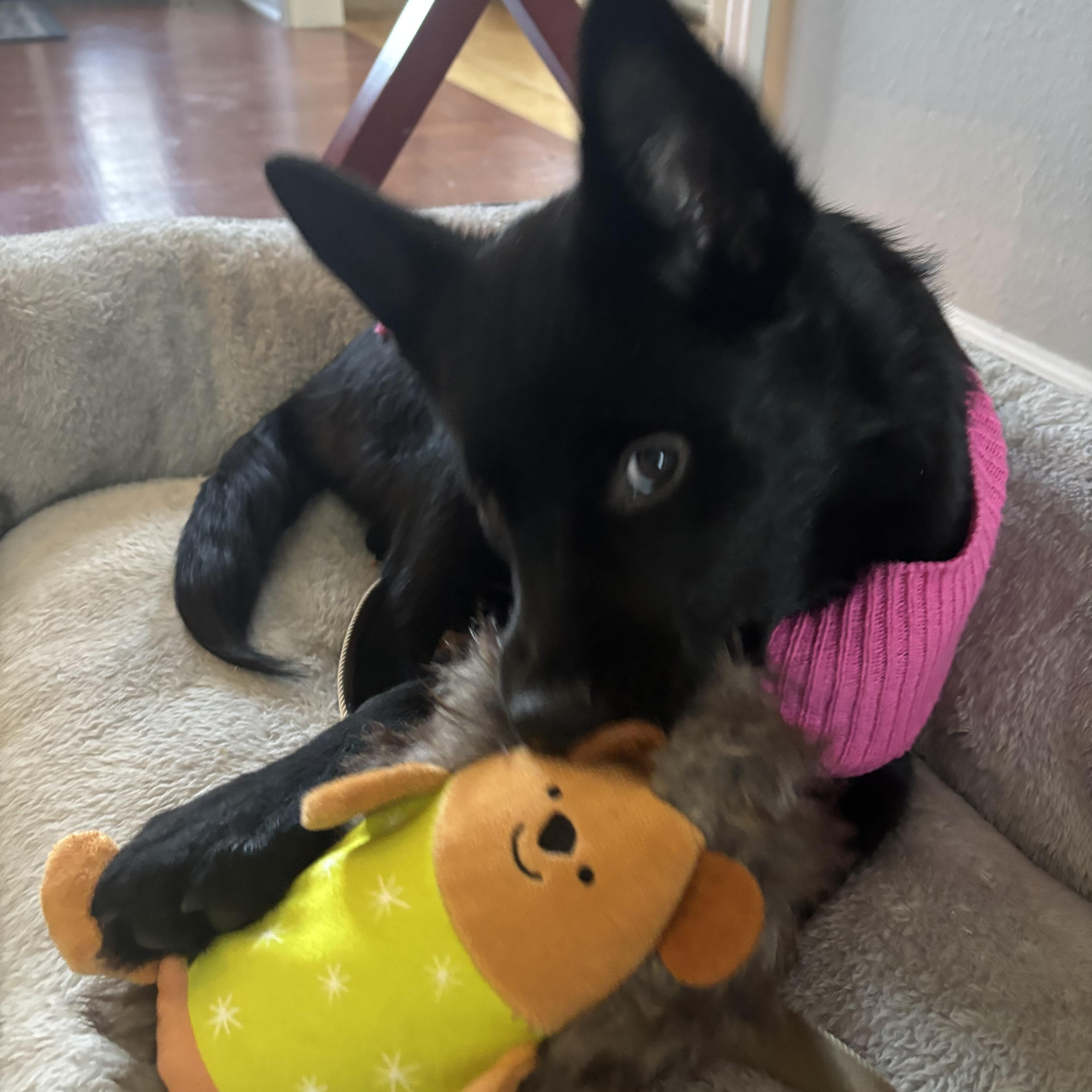 Enlarge Bella, a ADOPTABLE mixed breed in Prior Lake, MN image 6/6