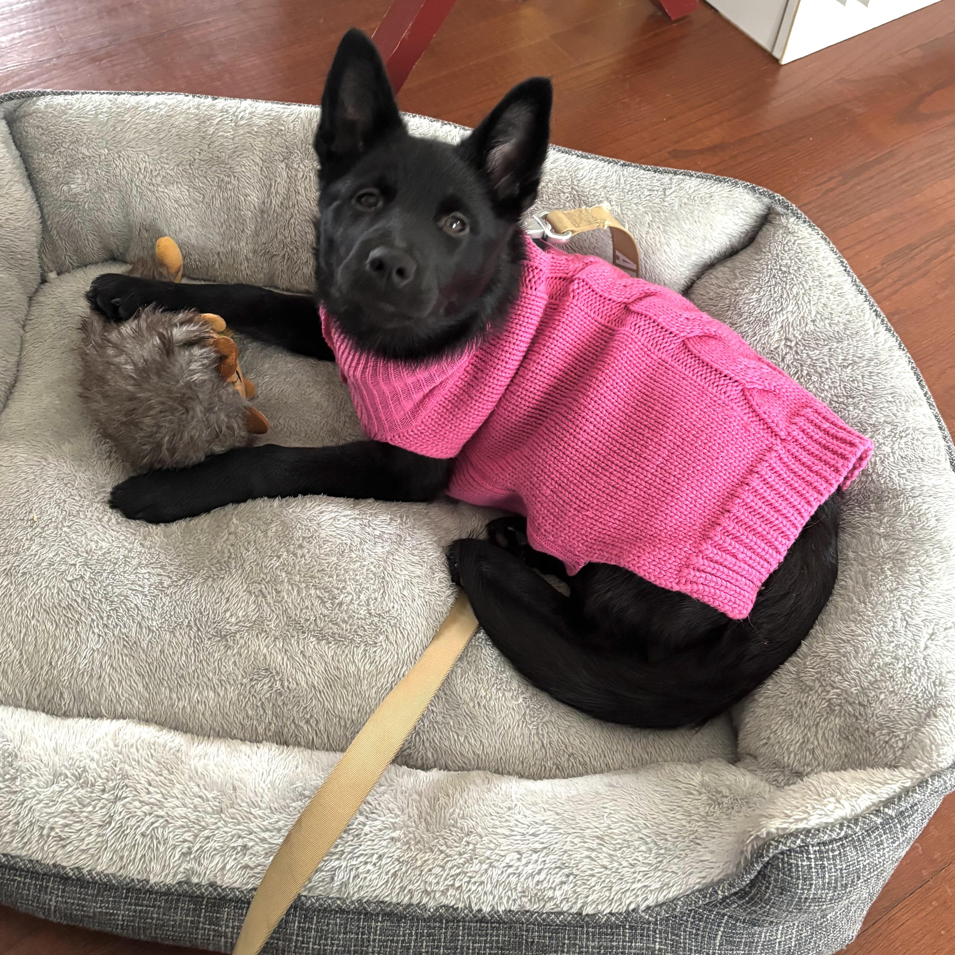 Enlarge Bella, a ADOPTABLE mixed breed in Prior Lake, MN image 2/6