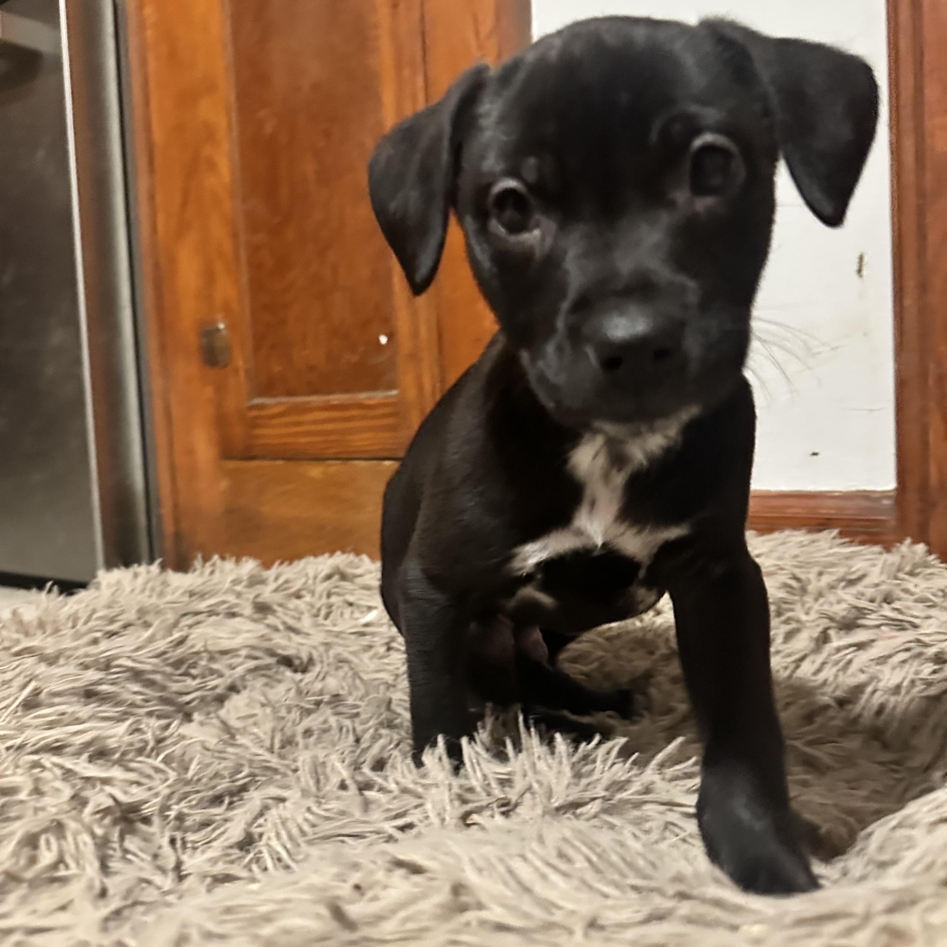 Enlarge Medium Sized Puppies, a ADOPTABLE mixed breed in Pawcatuck , CT image 3/5