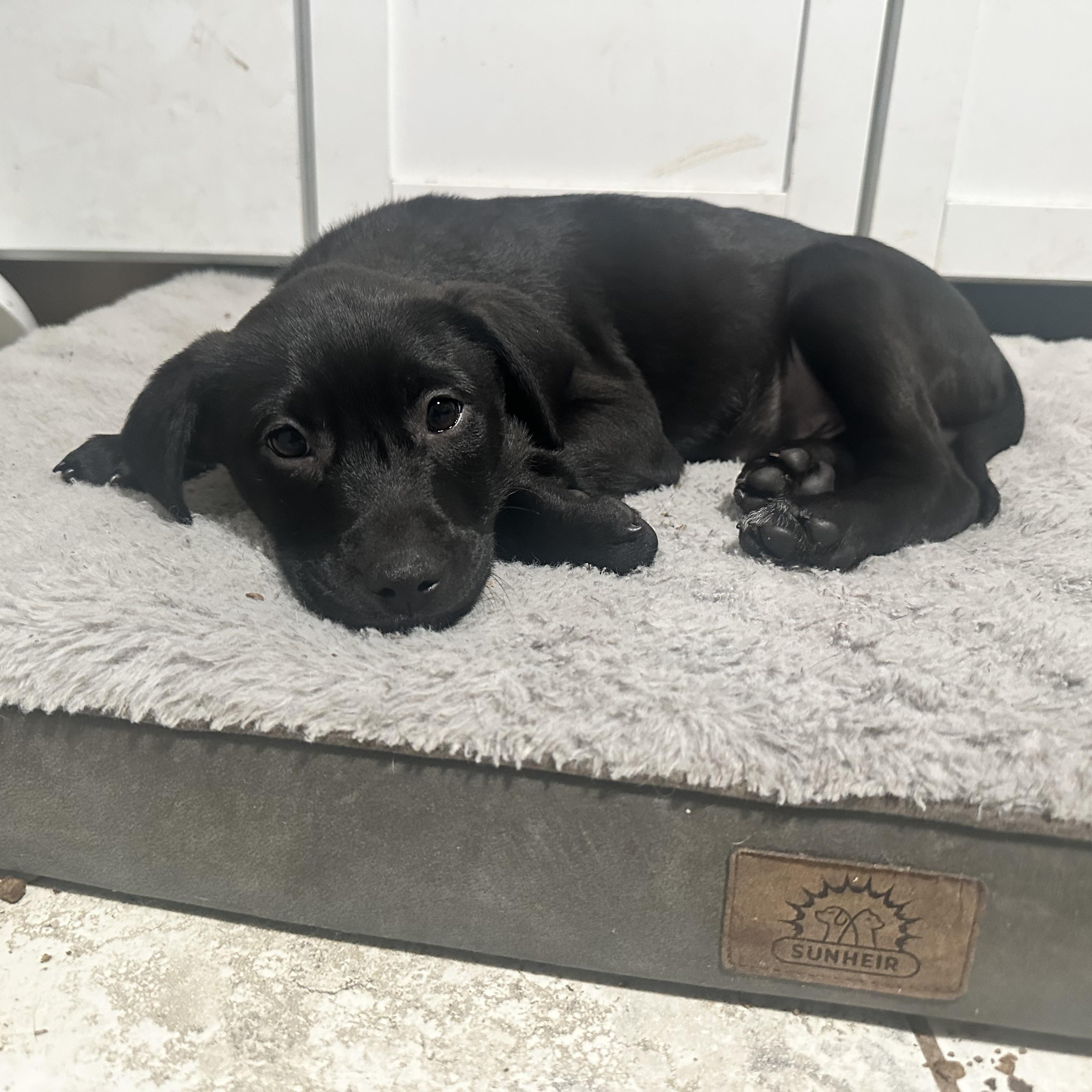 Enlarge Medium Sized Puppies, a ADOPTABLE mixed breed in Pawcatuck , CT image 4/5