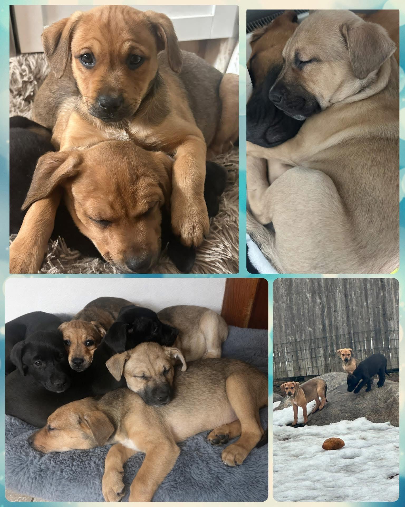 Enlarge Medium Sized Puppies, a ADOPTABLE mixed breed in Pawcatuck , CT image 5/5