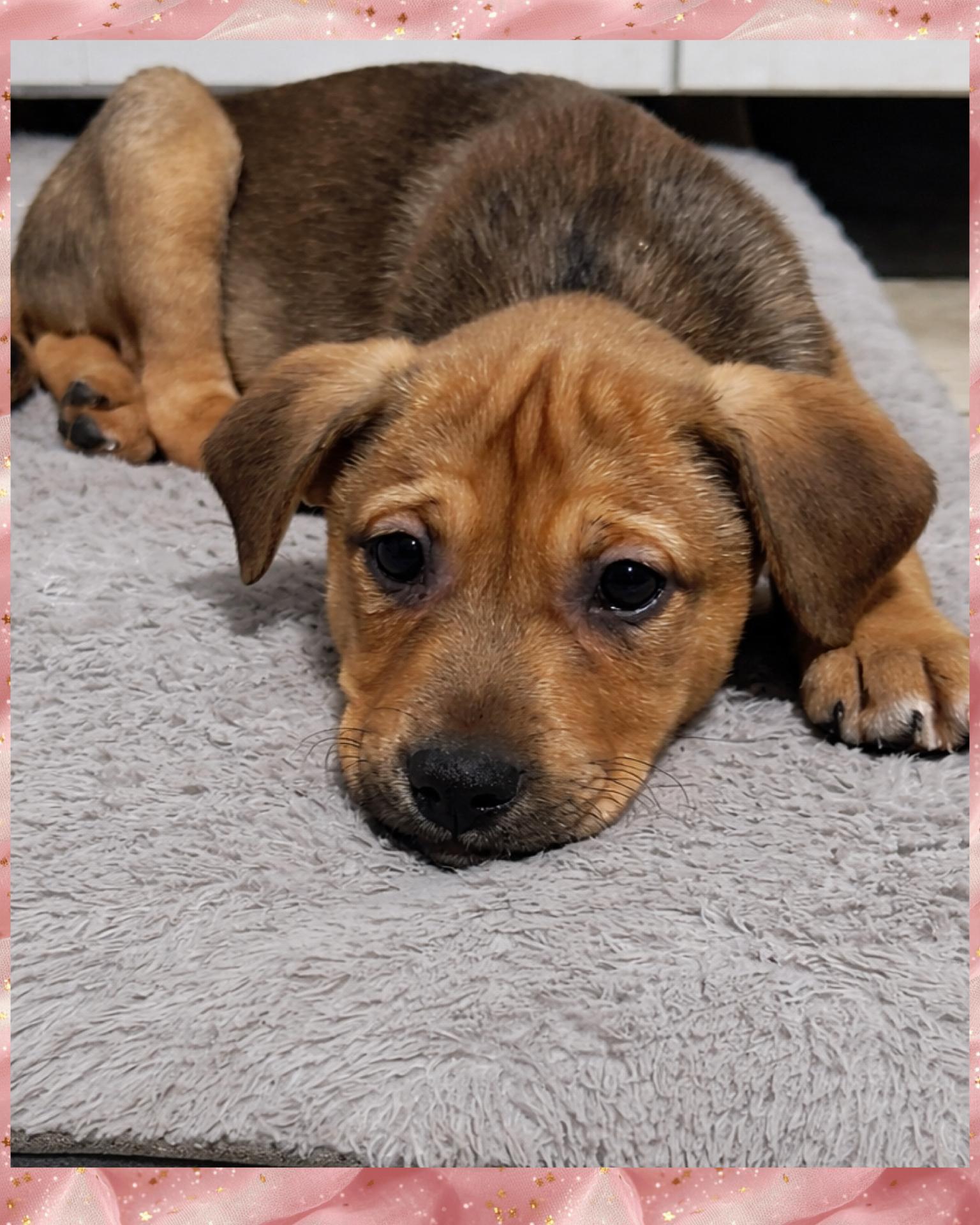 Medium Sized Puppies, ADOPTABLE, Puppy Female Mixed Breed.