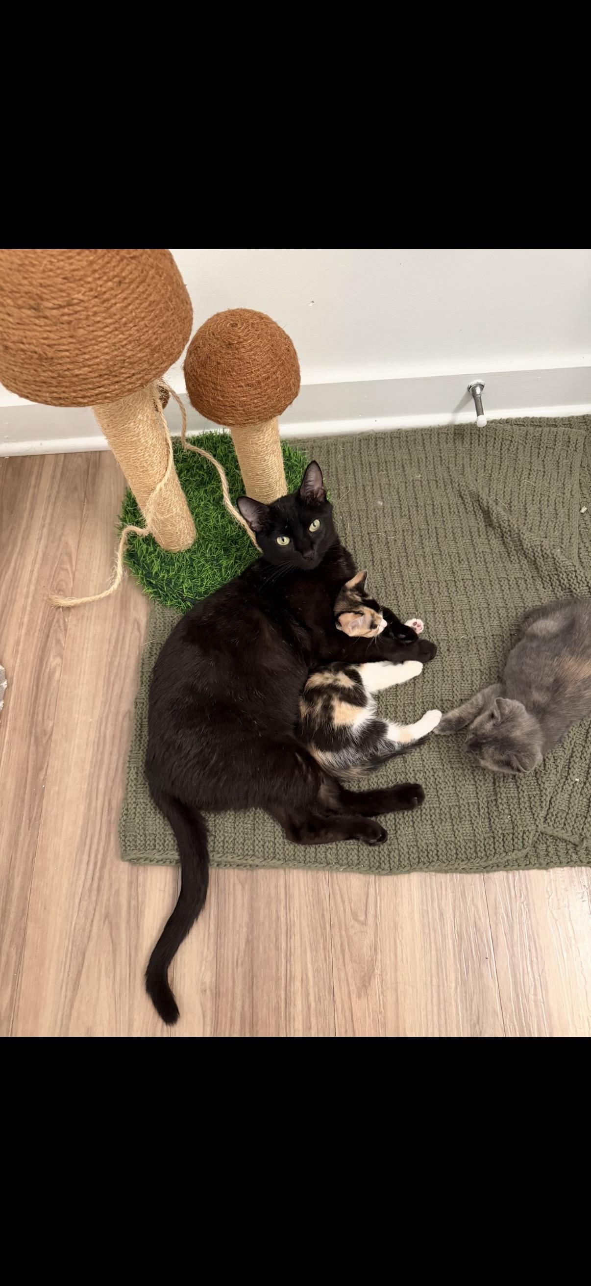 Marilyn, ADOPTABLE, Adult Female Domestic Short Hair.