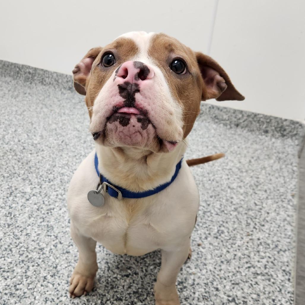 Bagel, Adoptable, Adult Male American Bulldog.