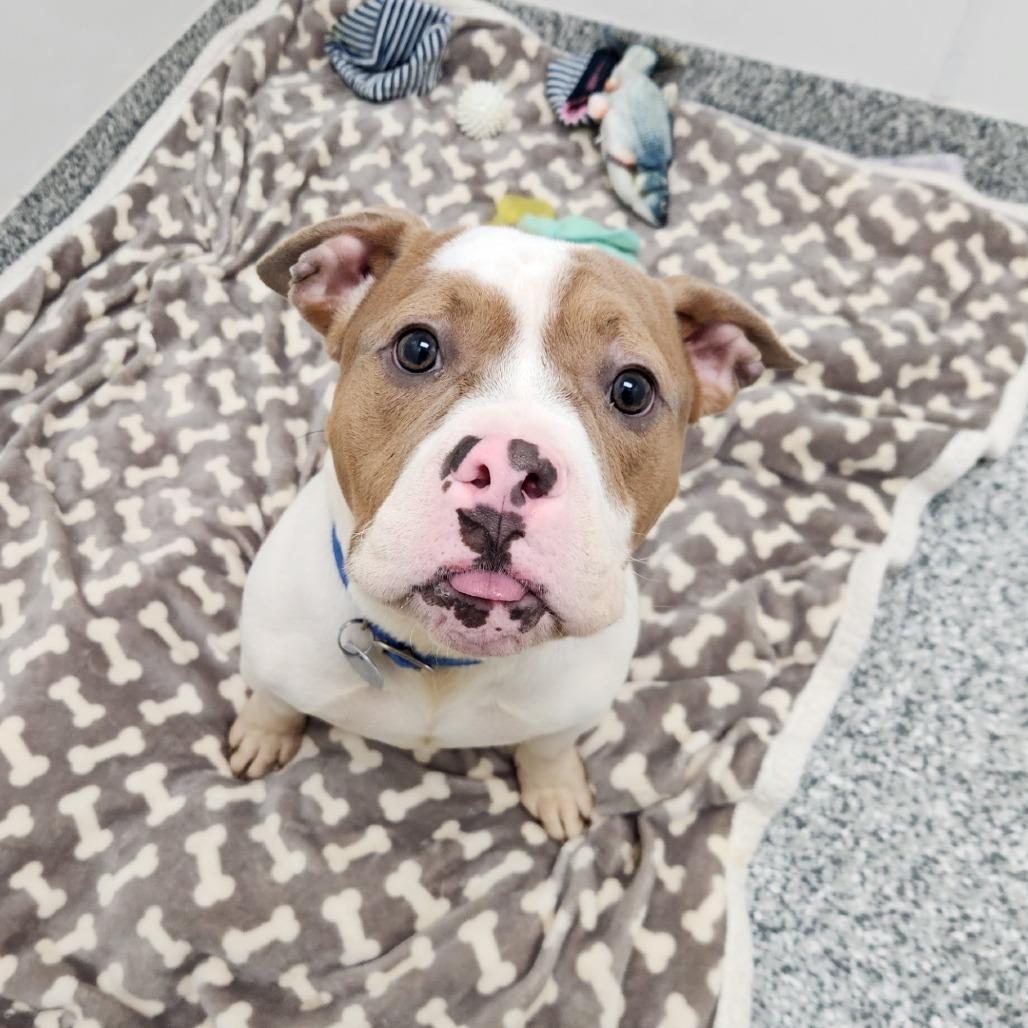 Enlarge Bagel, a Adoptable mixed breed in Brookfield, WI image 2/4