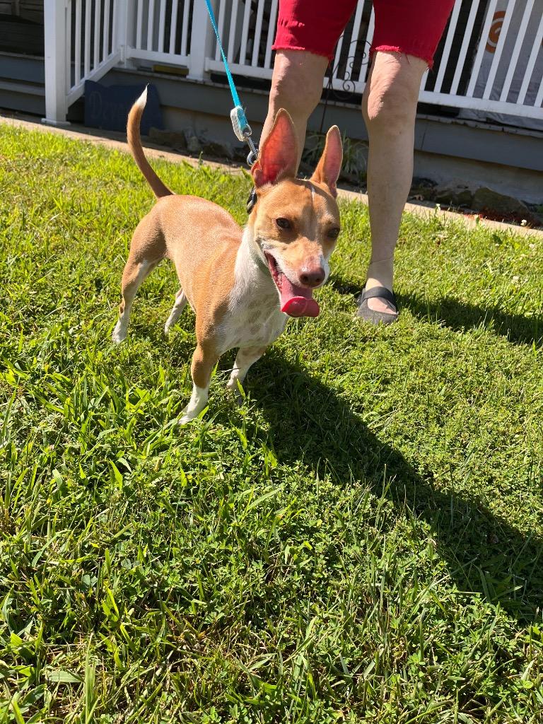 Tanker, Adoptable, Adult Male Chihuahua & Rat Terrier.