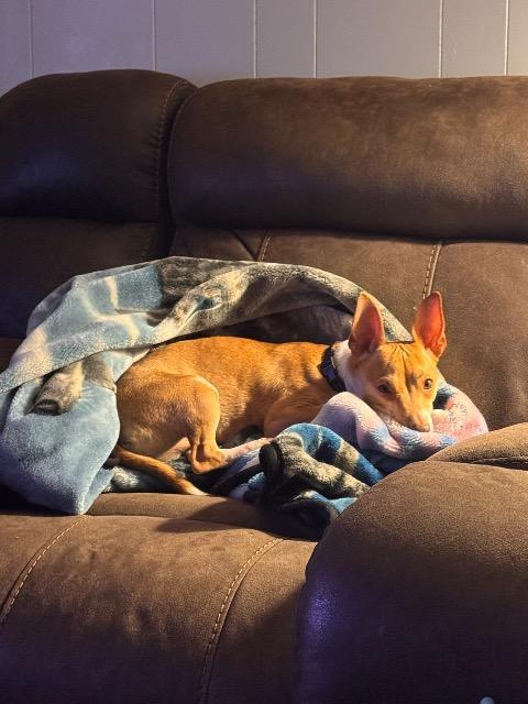 Tanker, a Adoptable mixed breed in Effingham, IL image 2/4