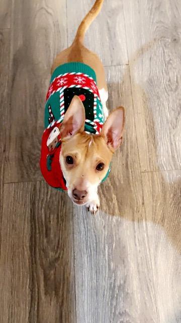 Tanker, a Adoptable mixed breed in Effingham, IL image 3/4