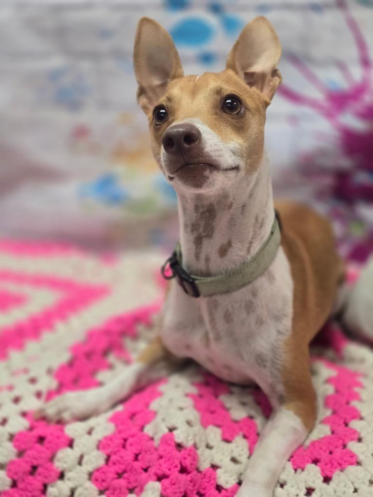 Tanker, a Adoptable mixed breed in Effingham, IL image 4/4