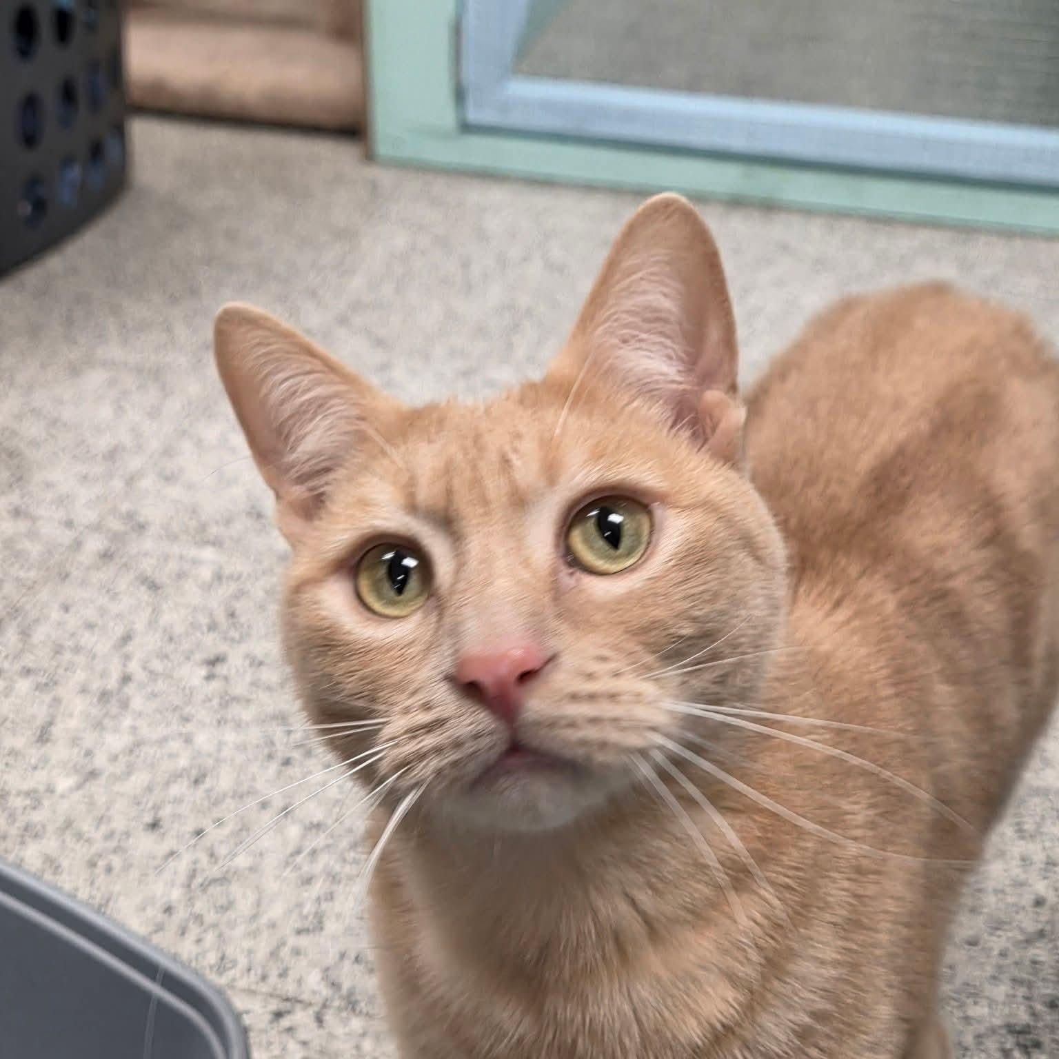 Enlarge Trinket (North Vancouver), a ADOPTABLE Domestic Short Hair in Chilliwack, BC image 1/1