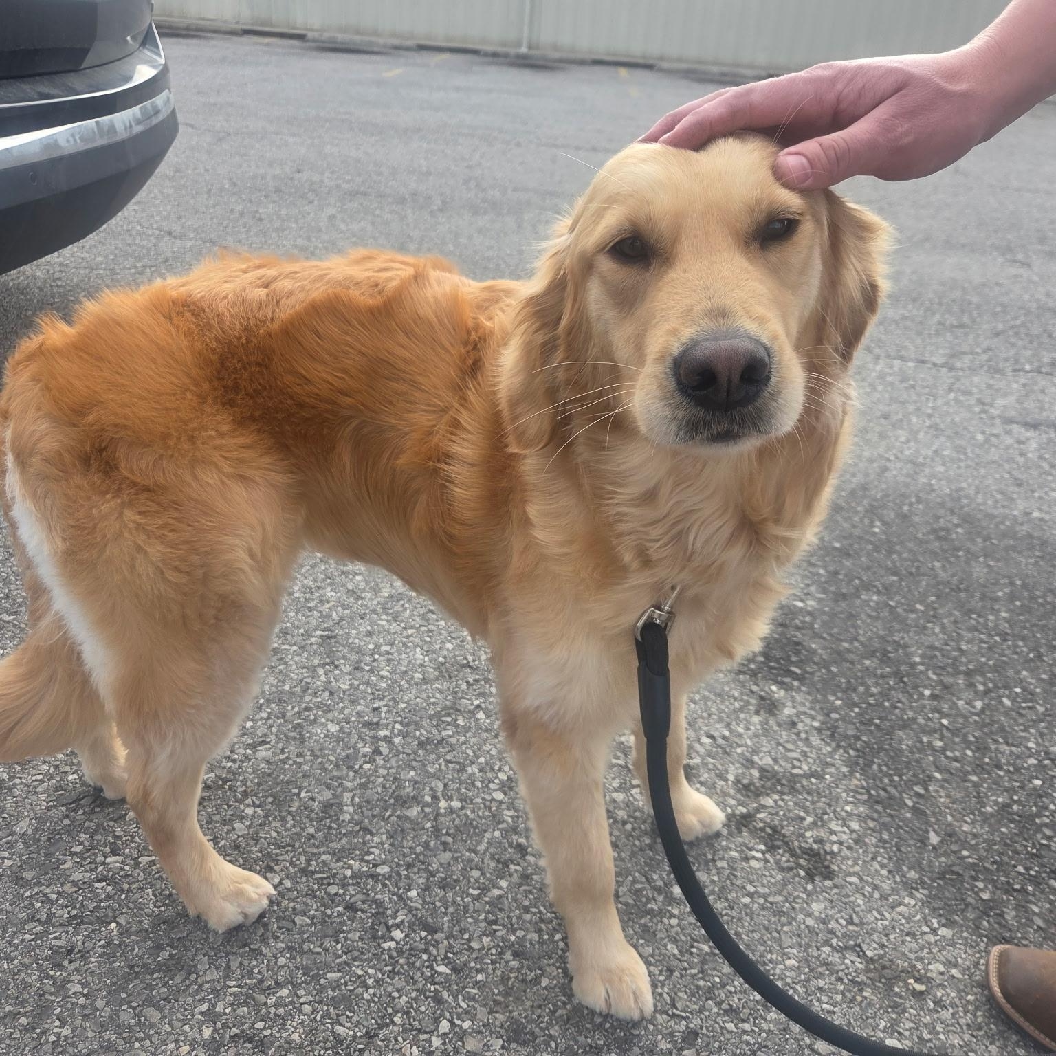 Marigold , an adopted mixed breed in Brentwood, TN image 2/3