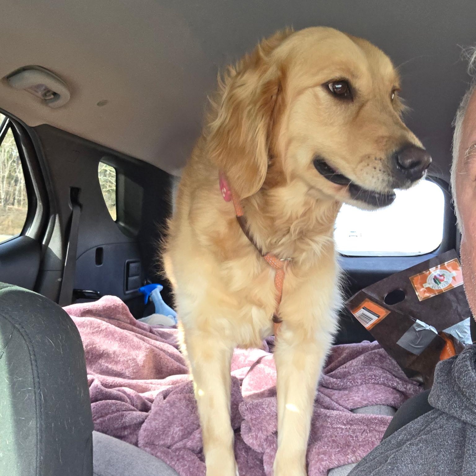 Marigold , an adopted mixed breed in Brentwood, TN image 3/3