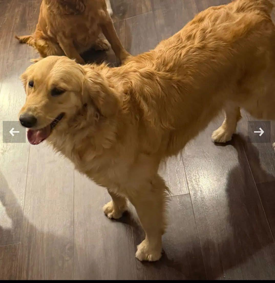 Marigold , an adopted mixed breed in Brentwood, TN image 1/3