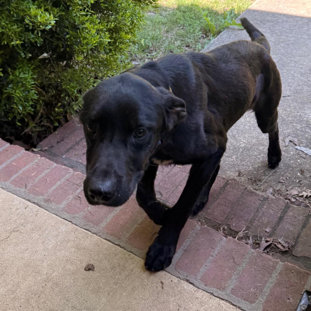Smith, Adoptable, Adult Male Black Labrador Retriever & Mixed Breed.