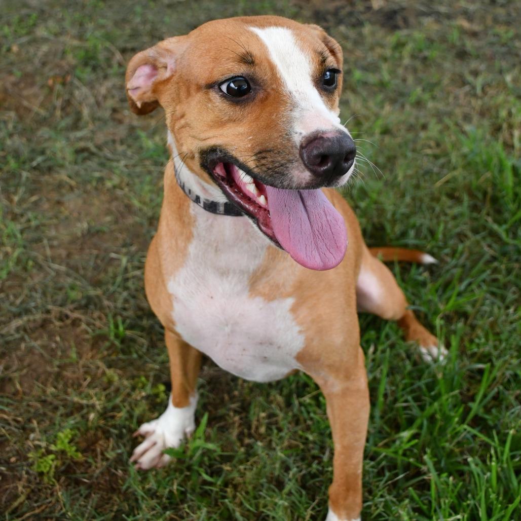 Cinnamon, Adoptable, Adult Female Terrier.