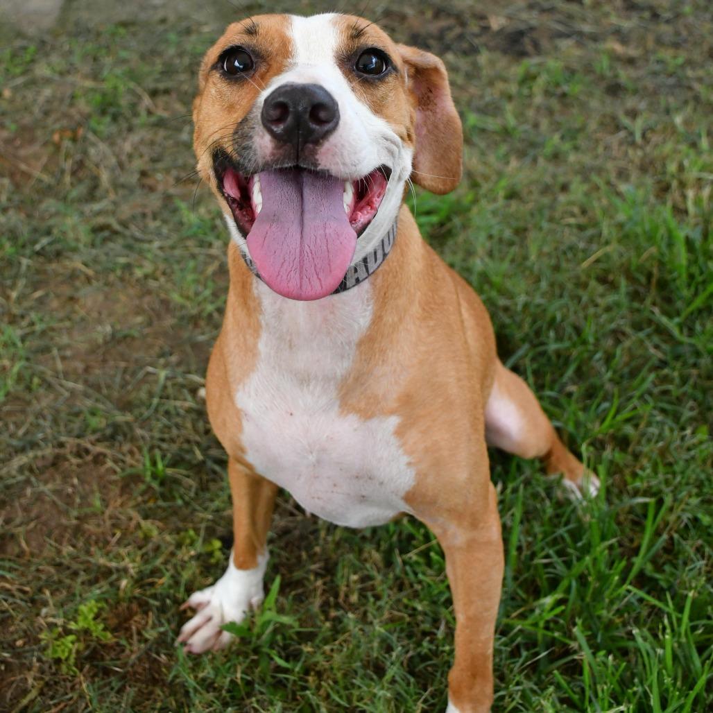 Cinnamon, a Adoptable Terrier in Beaumont, TX image 2/4