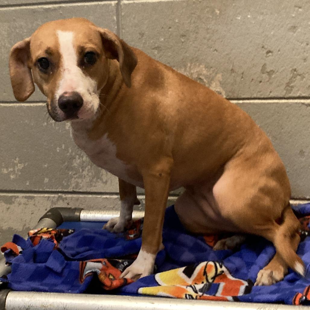 Cinnamon, a Adoptable Terrier in Beaumont, TX image 3/4