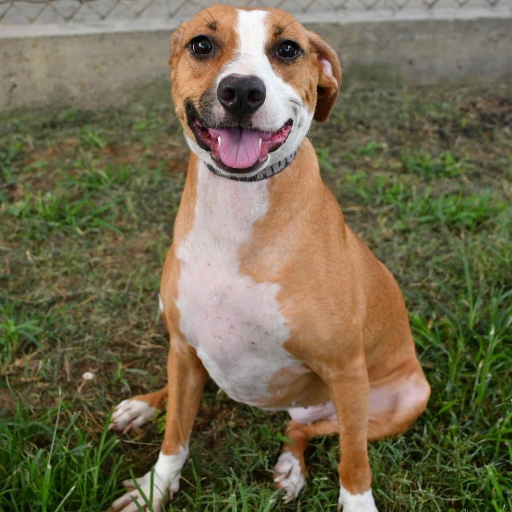 Cinnamon, a Adoptable Terrier in Beaumont, TX image 4/4