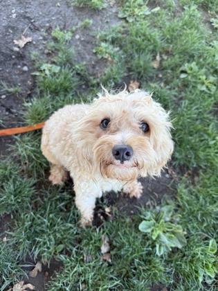 Enlarge Mitzy, an adopted mixed breed in Roseburg, OR image 1/1