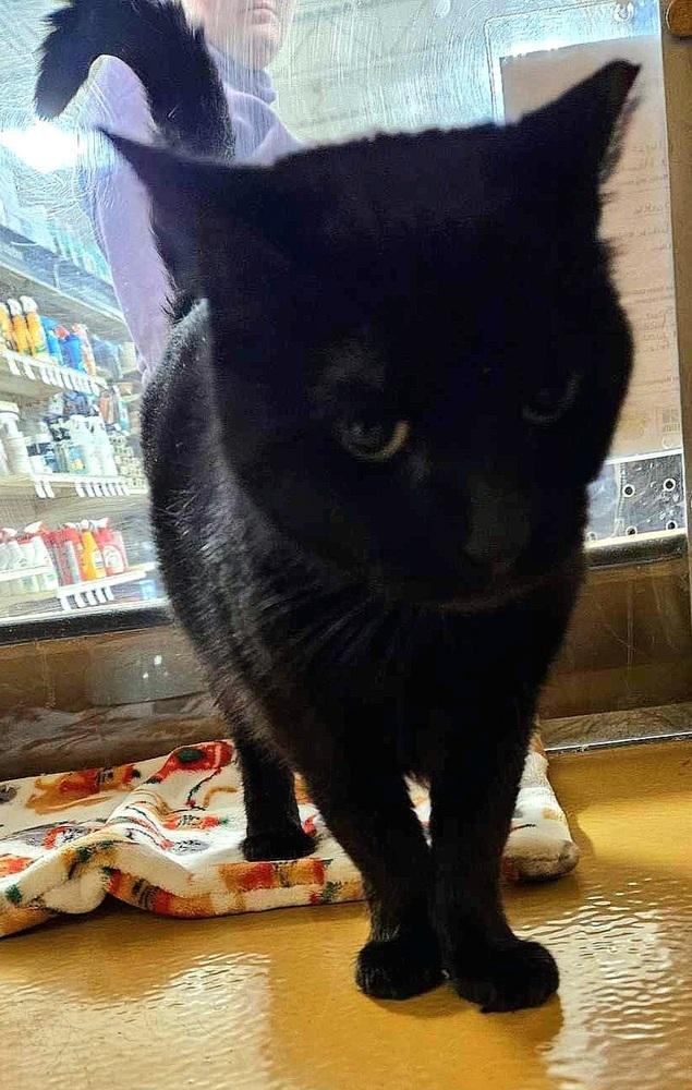 SPARKLE, Adoptable, Adult Female Domestic Short Hair.