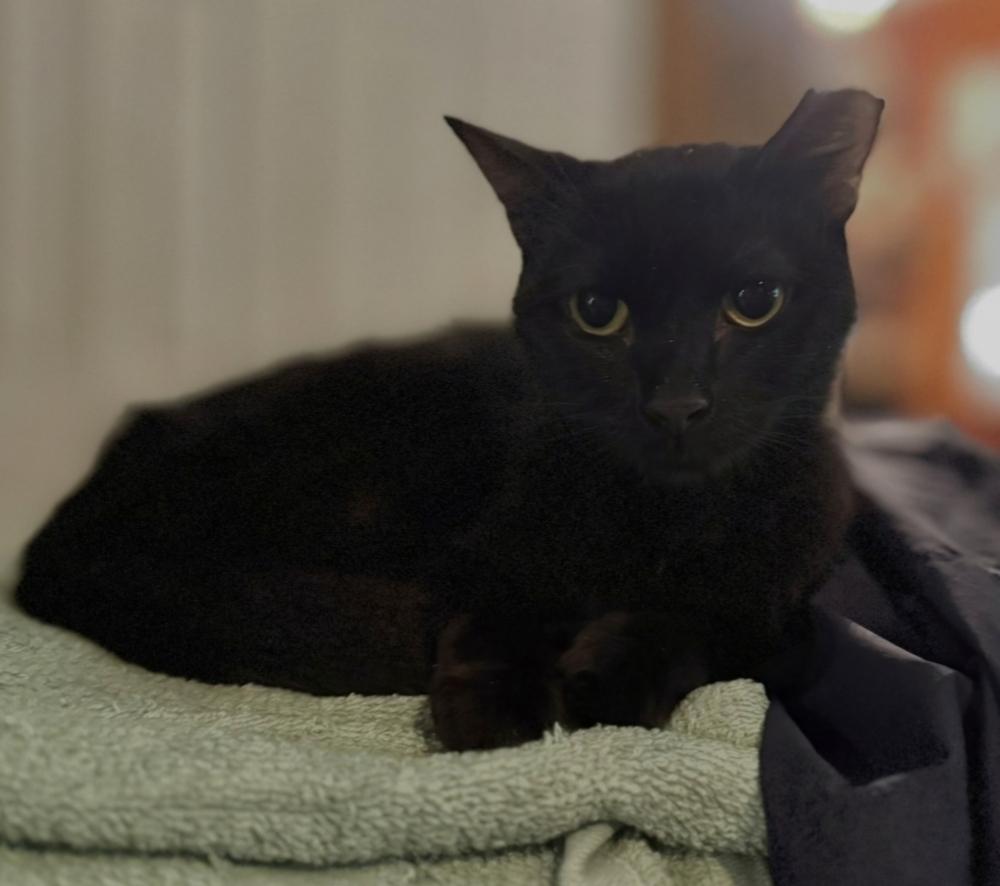 Enlarge SPARKLE, a Adoptable Domestic Short Hair in Wilson, NC image 2/4