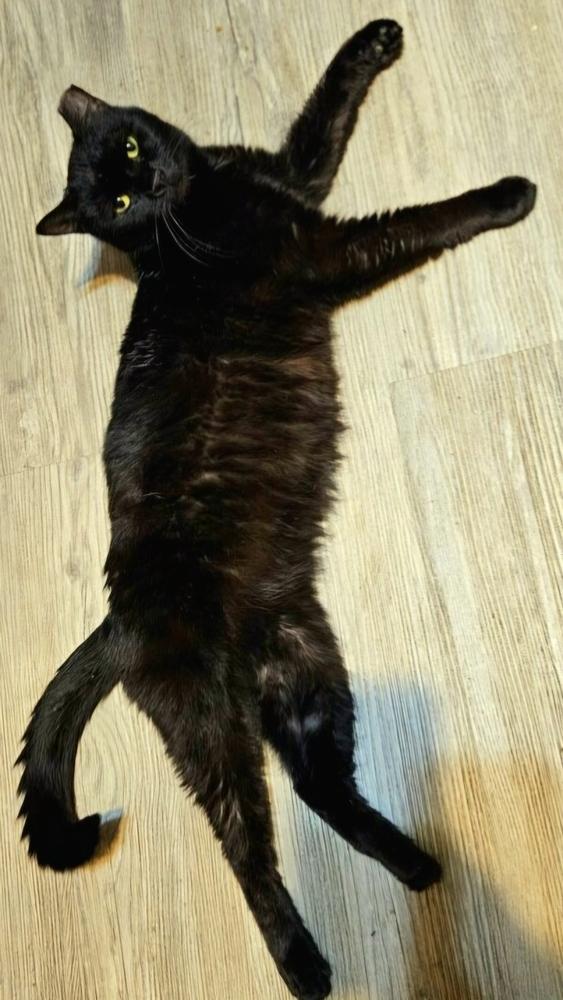 Enlarge SPARKLE, a Adoptable Domestic Short Hair in Wilson, NC image 3/4