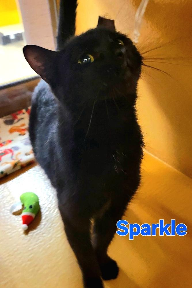 Enlarge SPARKLE, a Adoptable Domestic Short Hair in Wilson, NC image 4/4