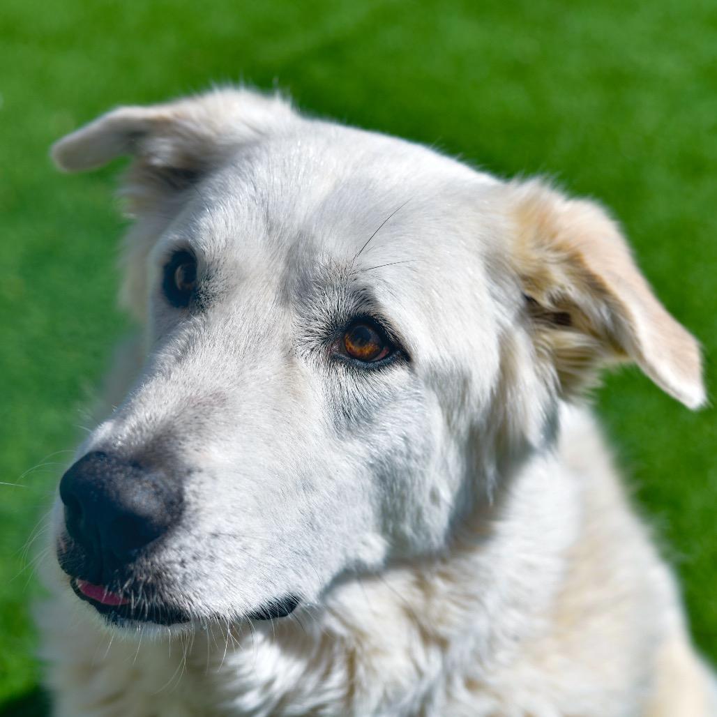Enlarge Ollie, a Adoptable mixed breed in Ottawa, KS image 1/2