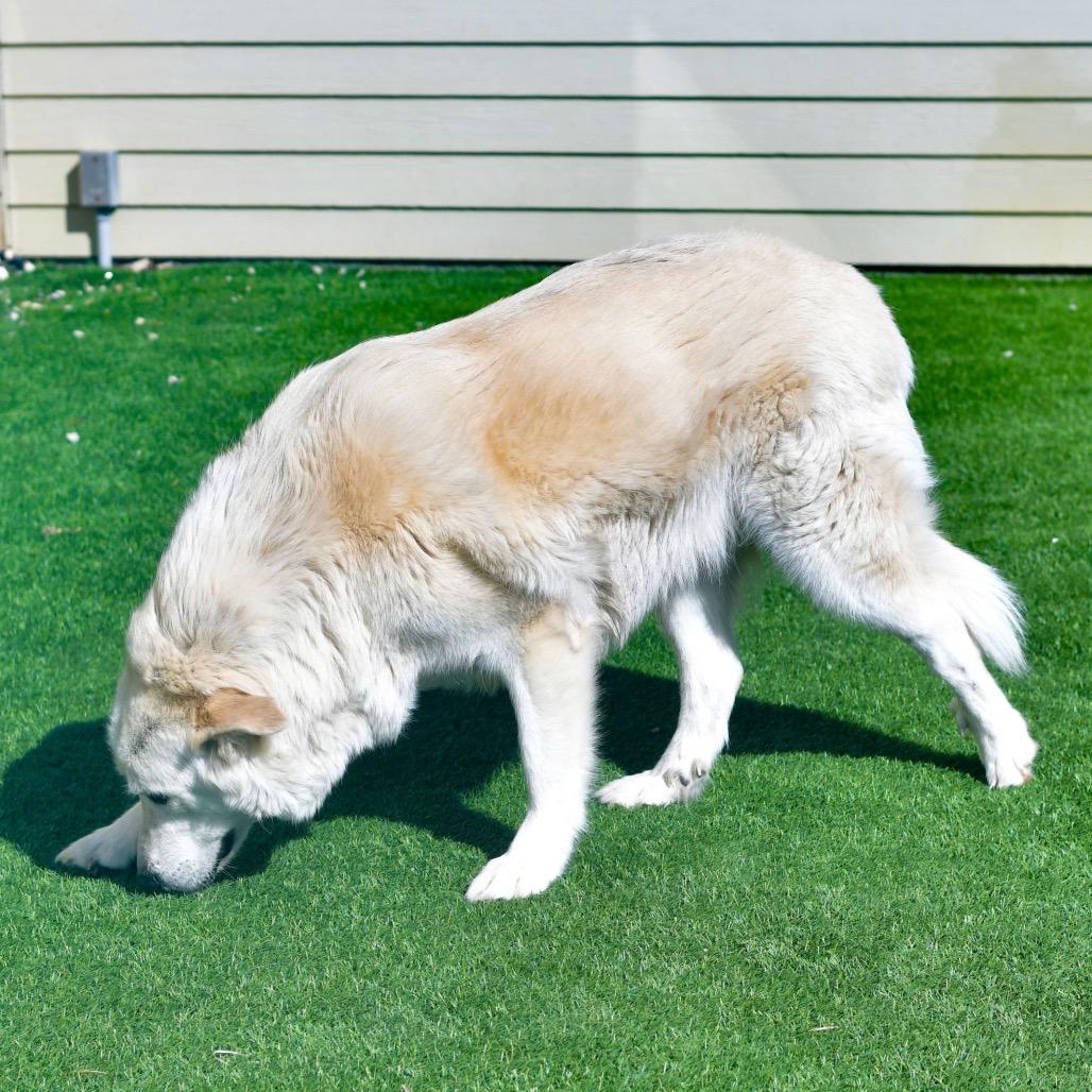 Enlarge Ollie, a Adoptable mixed breed in Ottawa, KS image 2/2