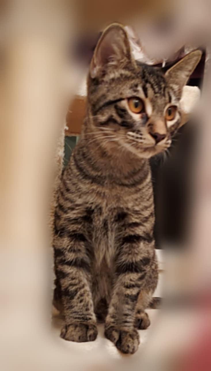 Booker, an adoptable Domestic Short Hair in Colorado Springs, CO, 80918 | Photo Image 5