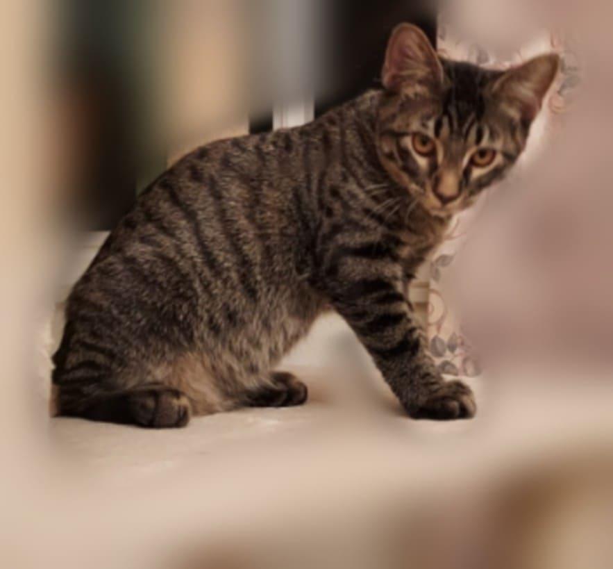 Booker, an adoptable Domestic Short Hair in Colorado Springs, CO, 80918 | Photo Image 4