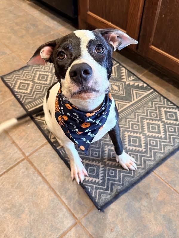 Tahlee, Adoptable, Puppy Female Bull Terrier.