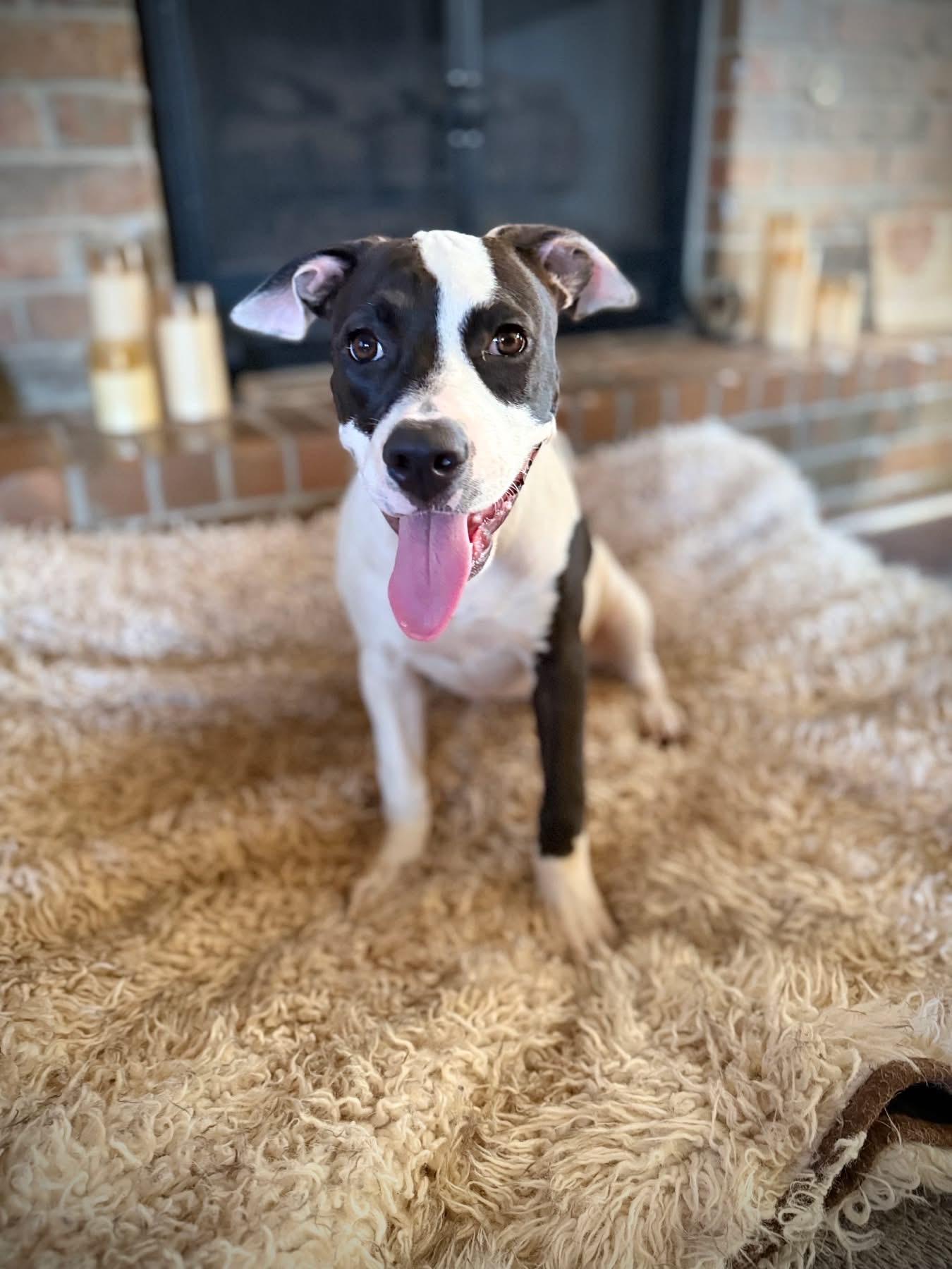 Enlarge Tahlee, a Adoptable mixed breed in Oklahoma City, OK image 2/4