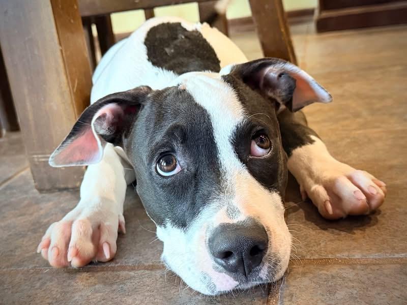 Enlarge Tahlee, a Adoptable mixed breed in Oklahoma City, OK image 3/4
