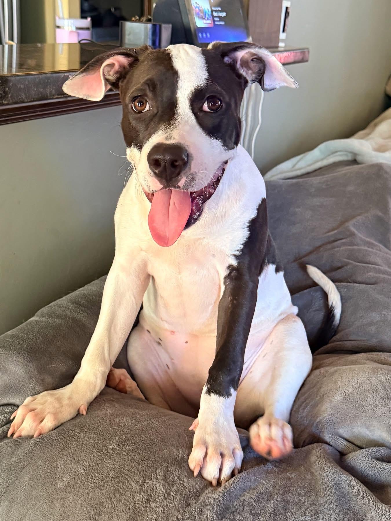 Enlarge Tahlee, a Adoptable mixed breed in Oklahoma City, OK image 4/4