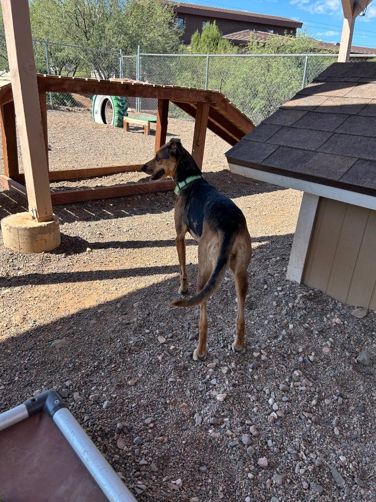 Agria, Adoptable, Adult Female German Shepherd Dog & Cattle Dog.