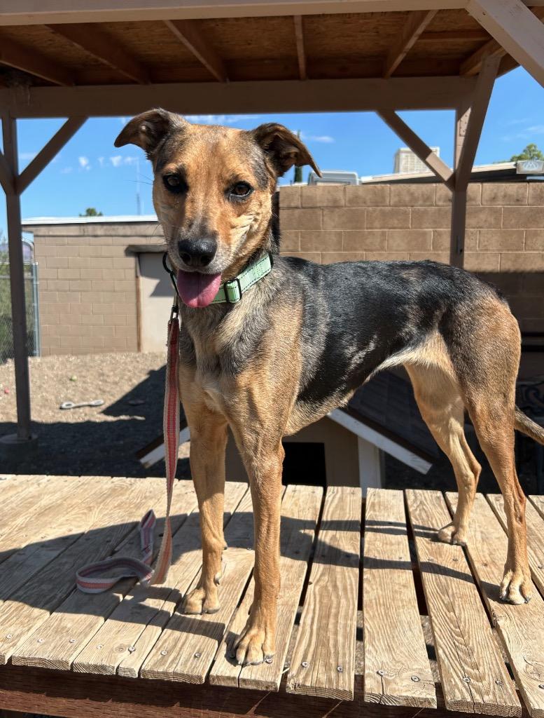 Enlarge Agria, a Adoptable mixed breed in Cottonwood, AZ image 3/3